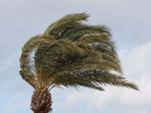 強風で揺れるヤシの木