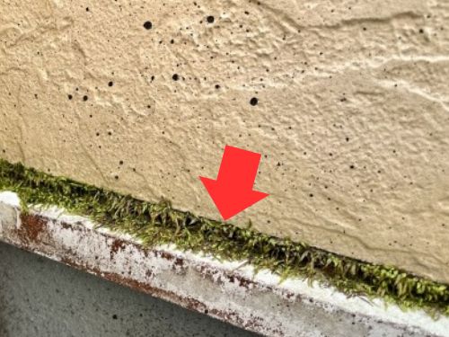 【福岡市】外壁のコケ・藻が気になったら？外壁塗装を考える前の確認ポイント
